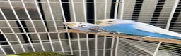 Budgerigars birds for sale: 5 budgies WITH CAGE birds for sale  in Barking - Advert 4