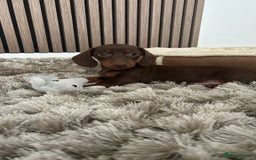 Dachshund dogs for sale: Dachshund for sale cheap - Image 2