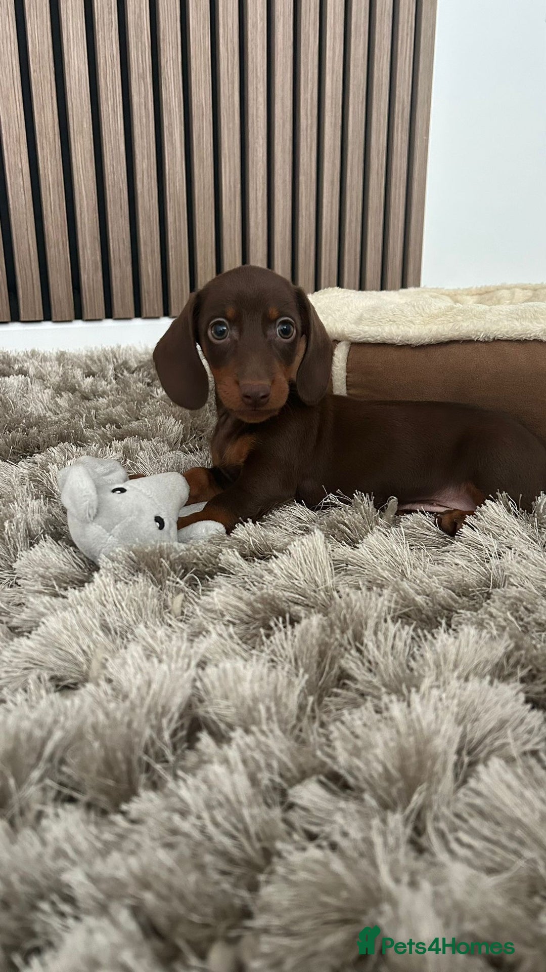 Dachshund dogs for sale: Dachshund for sale cheap - Image 2