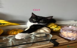 Mixed Breed cats for sale: 🌟🐾 Beautiful Black & White Kittens 🏡🤍🖤 - Advert 2