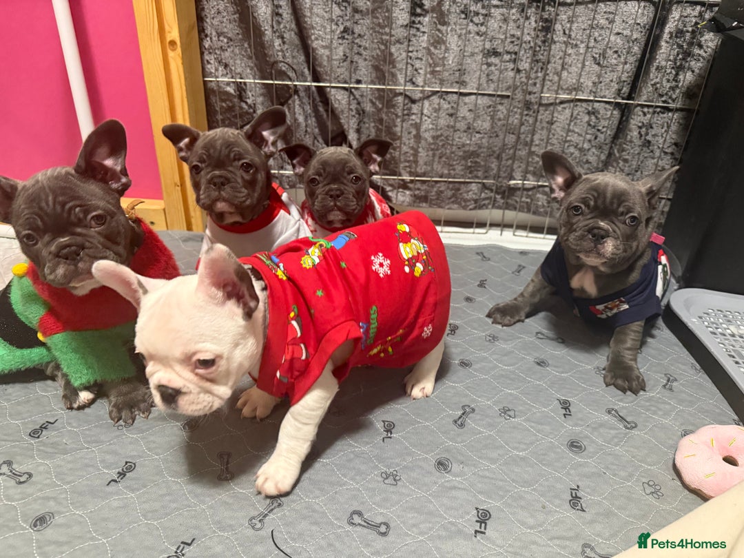 French Bulldog dogs for sale: 5 female French Bulldog –9 weeks old💙 🐾 - Advert 7