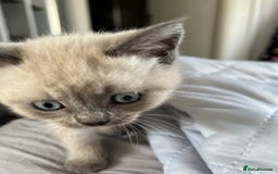 British Shorthair cats for sale: 5 beautiful British shorthair boys  - Image 4