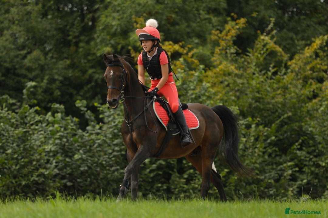 Arabian horse horses for sale: Part Bred 14.2hh Arab alrounder - Image 1