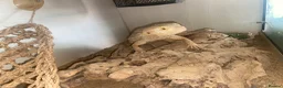 Dragon reptiles for sale: Bearded dragons  in Derby - Advert 2