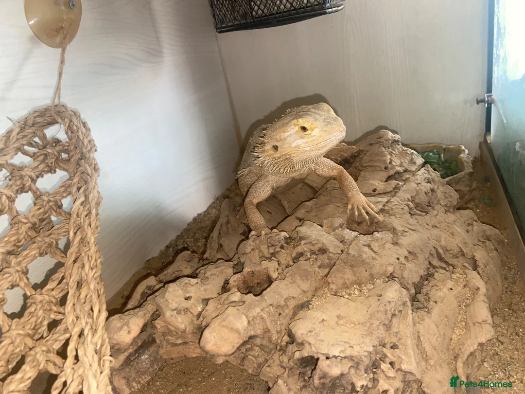 Dragon reptiles for sale: Bearded dragons  in Derby - Advert 2