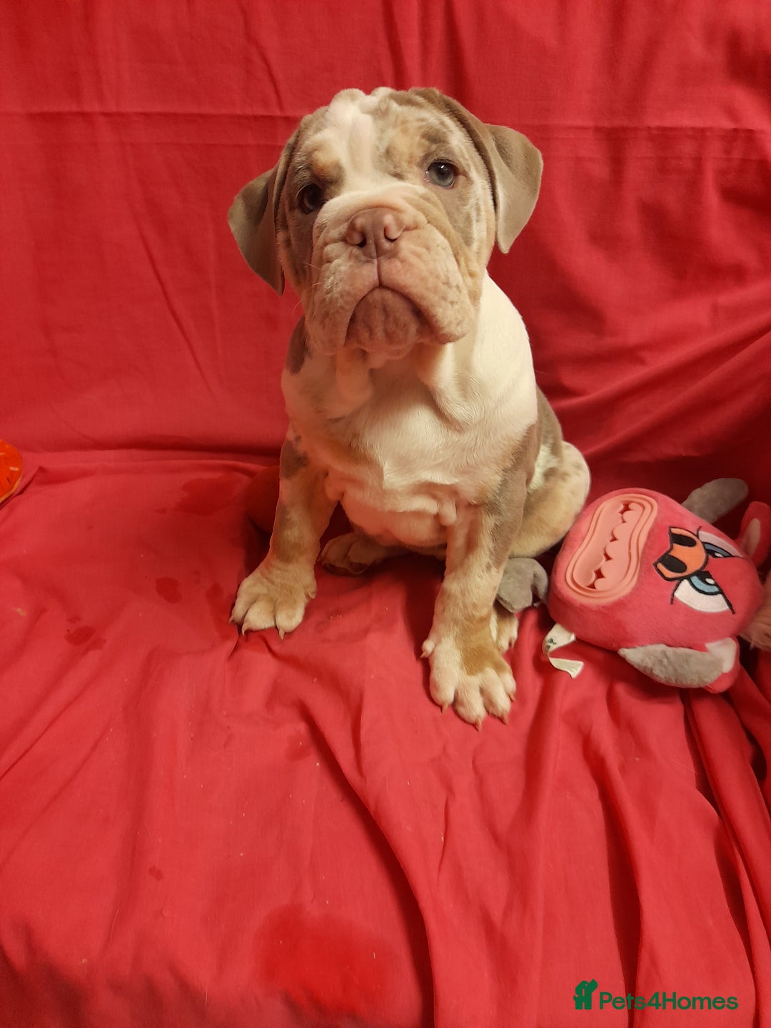 Mixed Breed dogs for sale: F1 olde English bulldog - Advert 34