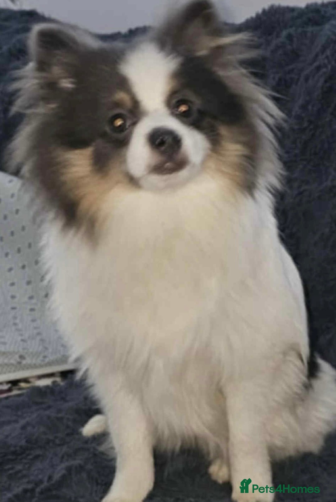 Pomeranian dogs for sale: Blue eyed Pomeranian boy ready now  - Advert 1