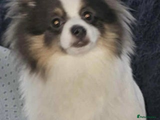 Pomeranian dogs Blue eyed Pomeranian boy ready now - Advert 14