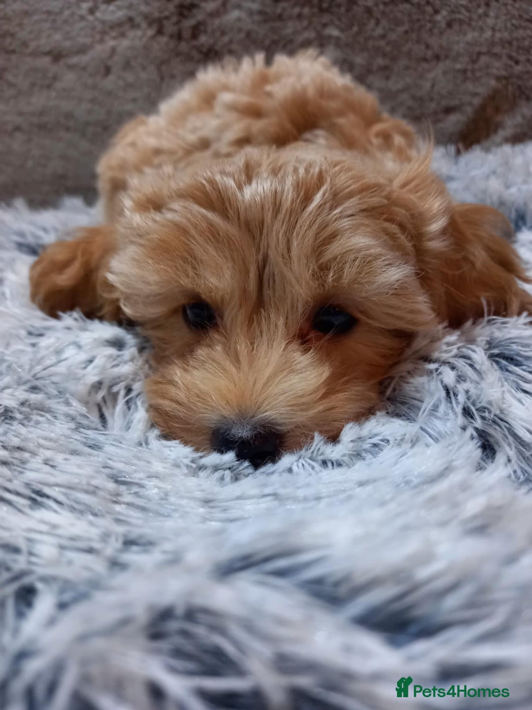 Maltipoo dogs for sale: Beautiful F1 Puppies for Sale! - Advert 5