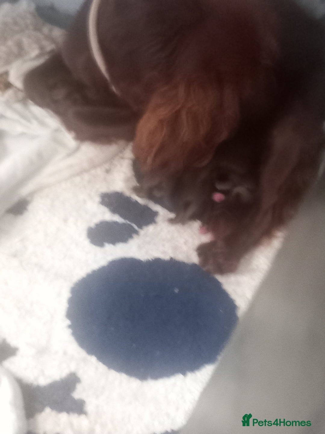 Mixed Breed dogs for sale: Cockerjack puppies - Image 13