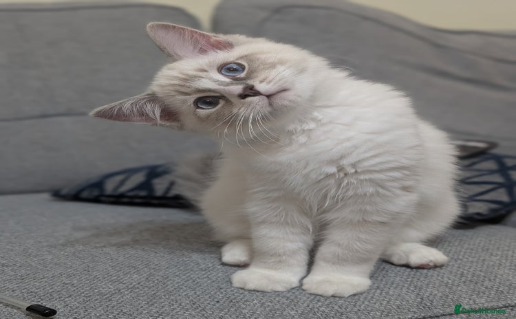Ragdoll cats in Liverpool - Advert 13