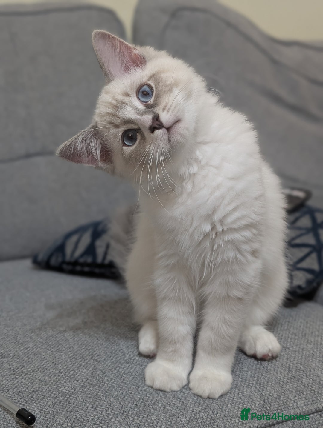Ragdoll cats for sale: *READY NOW* GCCF Ragdoll Kitten Active/Non-Active in Liverpool - Image 1