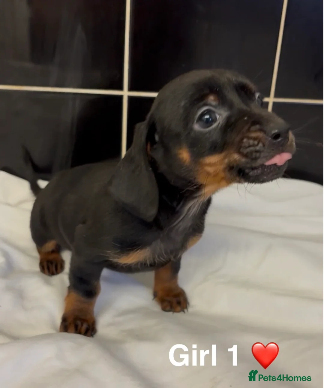 Jackshund dogs for sale: ‼️Beautiful Litter Of Jackshunds ‼️ - Advert 1