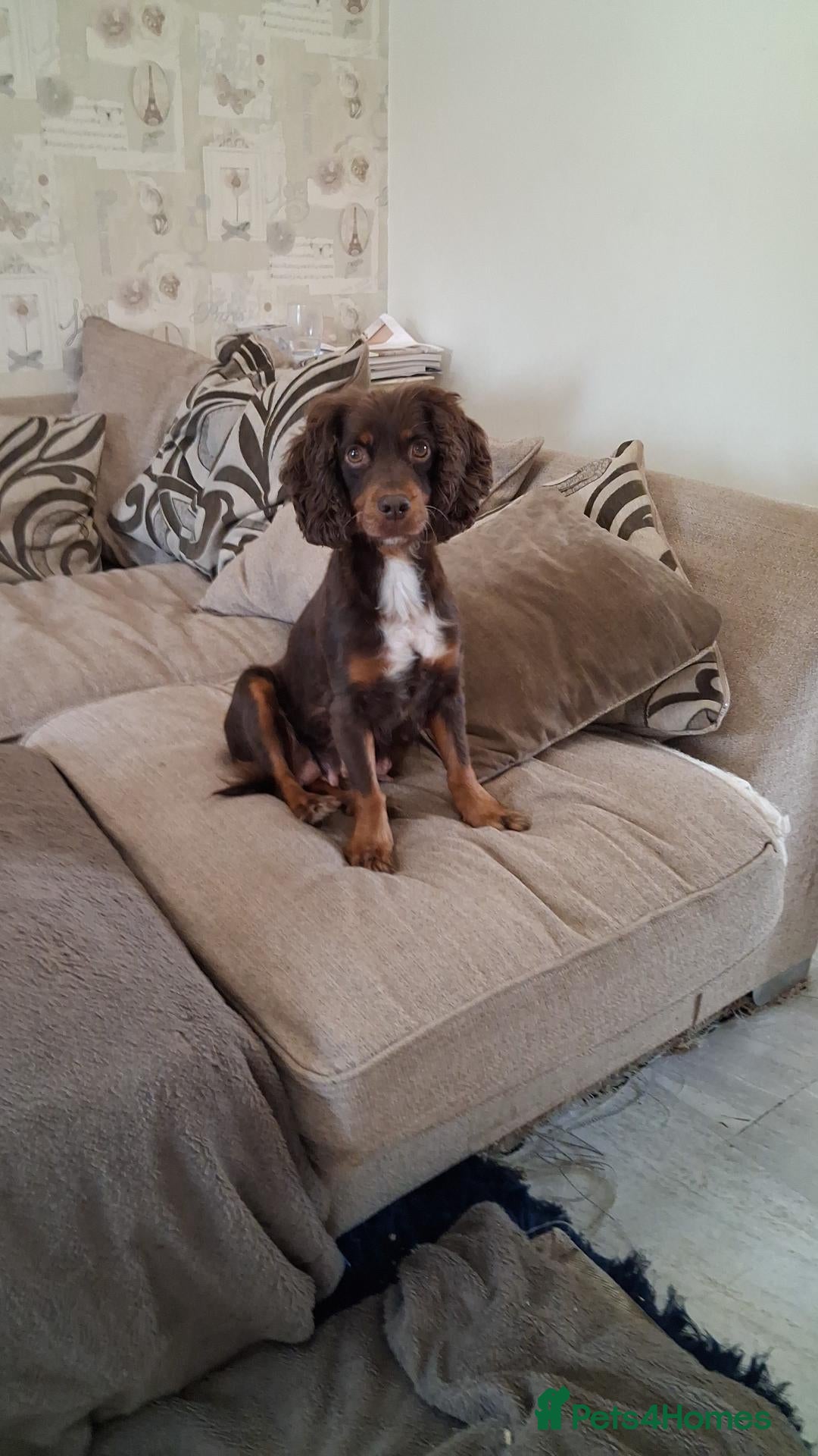 Cocker Spaniel dogs Working Cocker spaniel puppy  - Advert 1