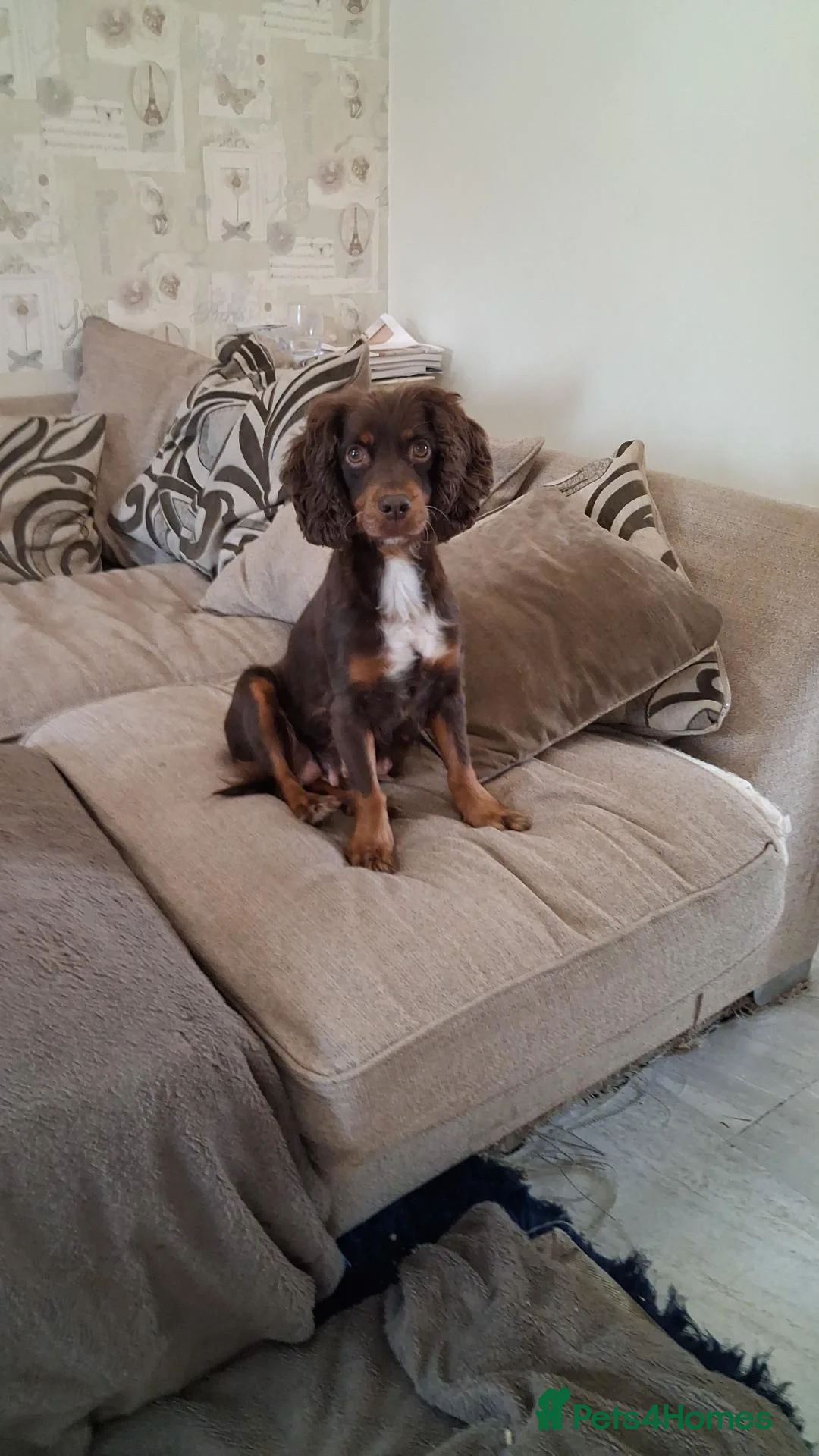 Cocker Spaniel dogs for sale: Working Cocker spaniel puppy  - Advert 1