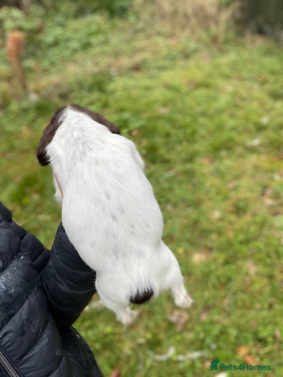 English Springer Spaniel dogs for sale: Springer spaniel pups  - Image 4