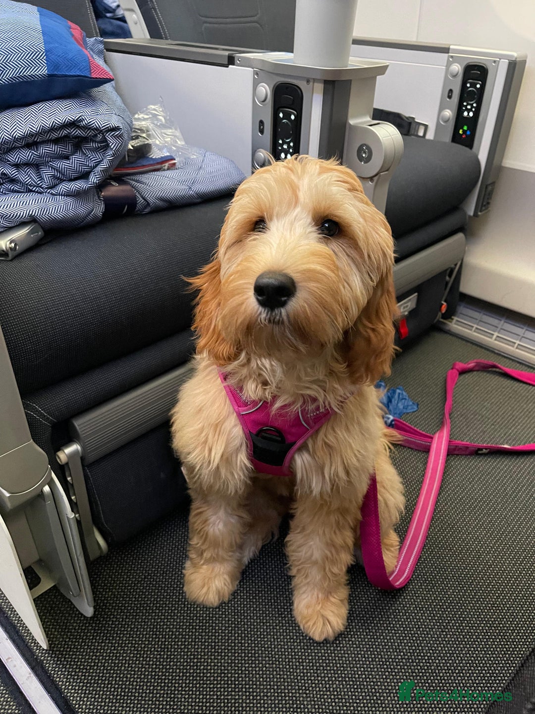 Mini Goldendoodle dogs for sale: F1 Mini's via Licensed Breeder & Police K9 Trainer - Advert 19