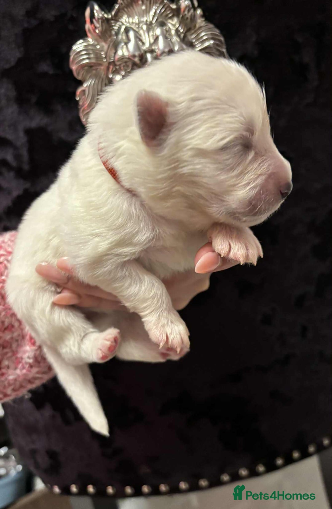 Samoyed dogs for sale: KC reg. Samoyed puppies with champ bloodline  - Advert 26