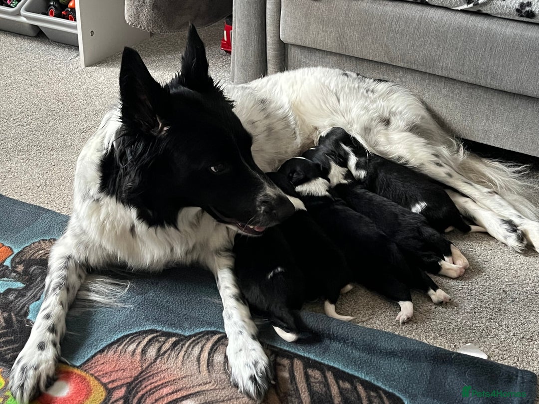 Border Collie dogs for sale: Traditional Border Collie puppies - Newport - Advert 11
