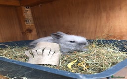 Lionhead rabbits for sale: One male left. Blue eyes. Orange and white - Image 13