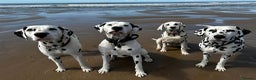 Dalmatian dogs for stud: CRUFTS QUALIFIED FOR LIFE HEALTH TESTED in Aberdare - Advert 13