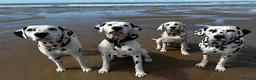 Dalmatian dogs for stud: CRUFTS QUALIFIED FOR LIFE HEALTH TESTED in Aberdare - Advert 13