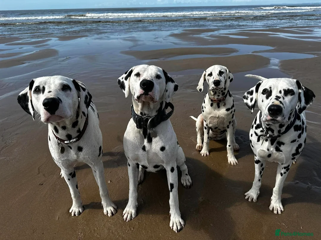Dalmatian dogs for stud: CRUFTS QUALIFIED FOR LIFE HEALTH TESTED in Aberdare - Advert 13