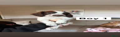 Cocker Spaniel 1