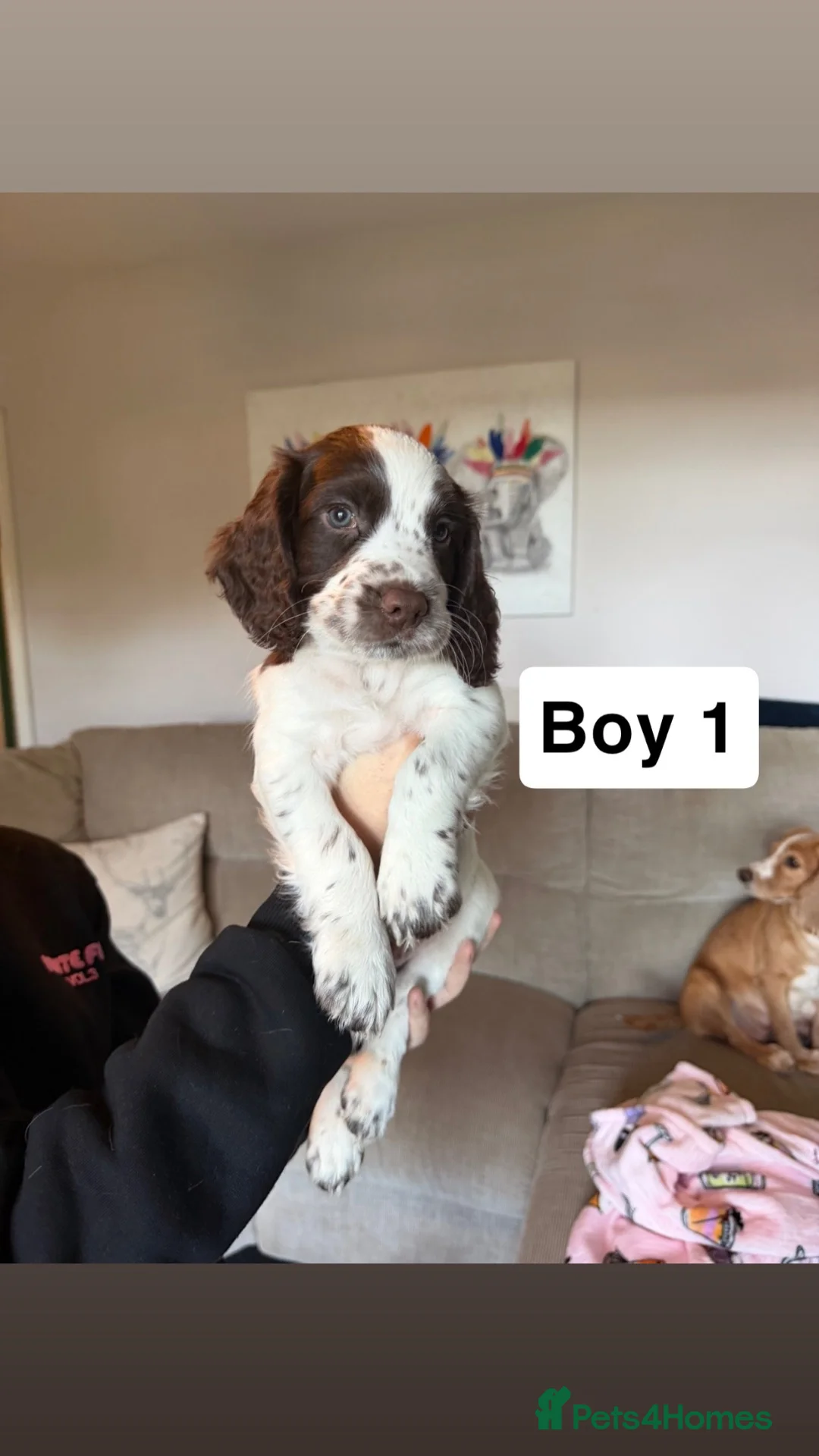 Cocker Spaniel dogs for sale: Cocker Spaniel Puppies - Advert 2
