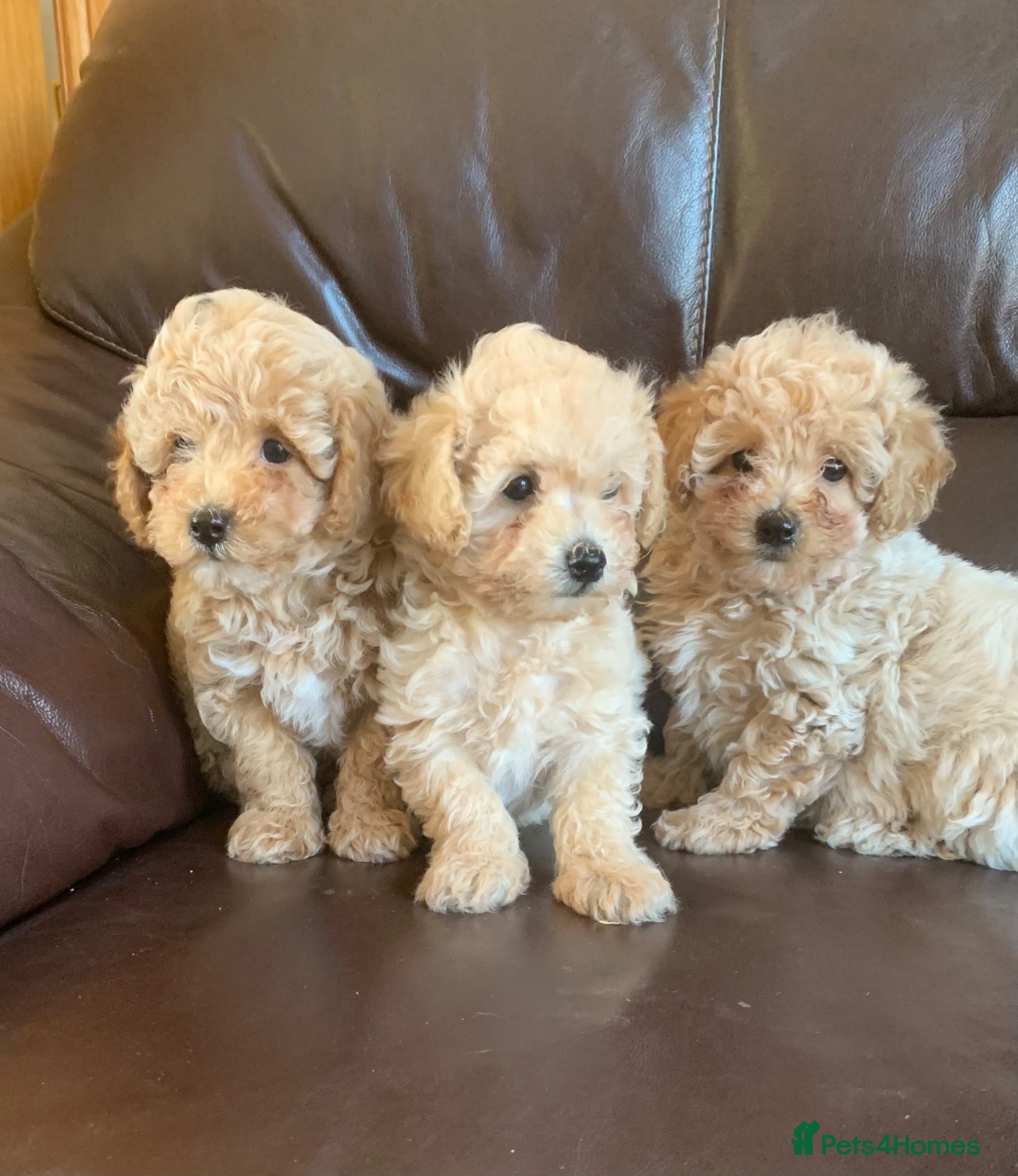Poochon dogs Outstanding Poochon puppies  - Advert 1