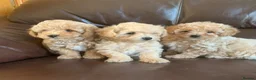 Poochon dogs for sale: Outstanding Poochon puppies  - Advert 1