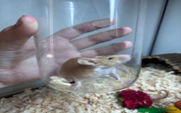 Mouse rodents for sale: Pet fancy mice waiting list 2 litters due  - Image 4