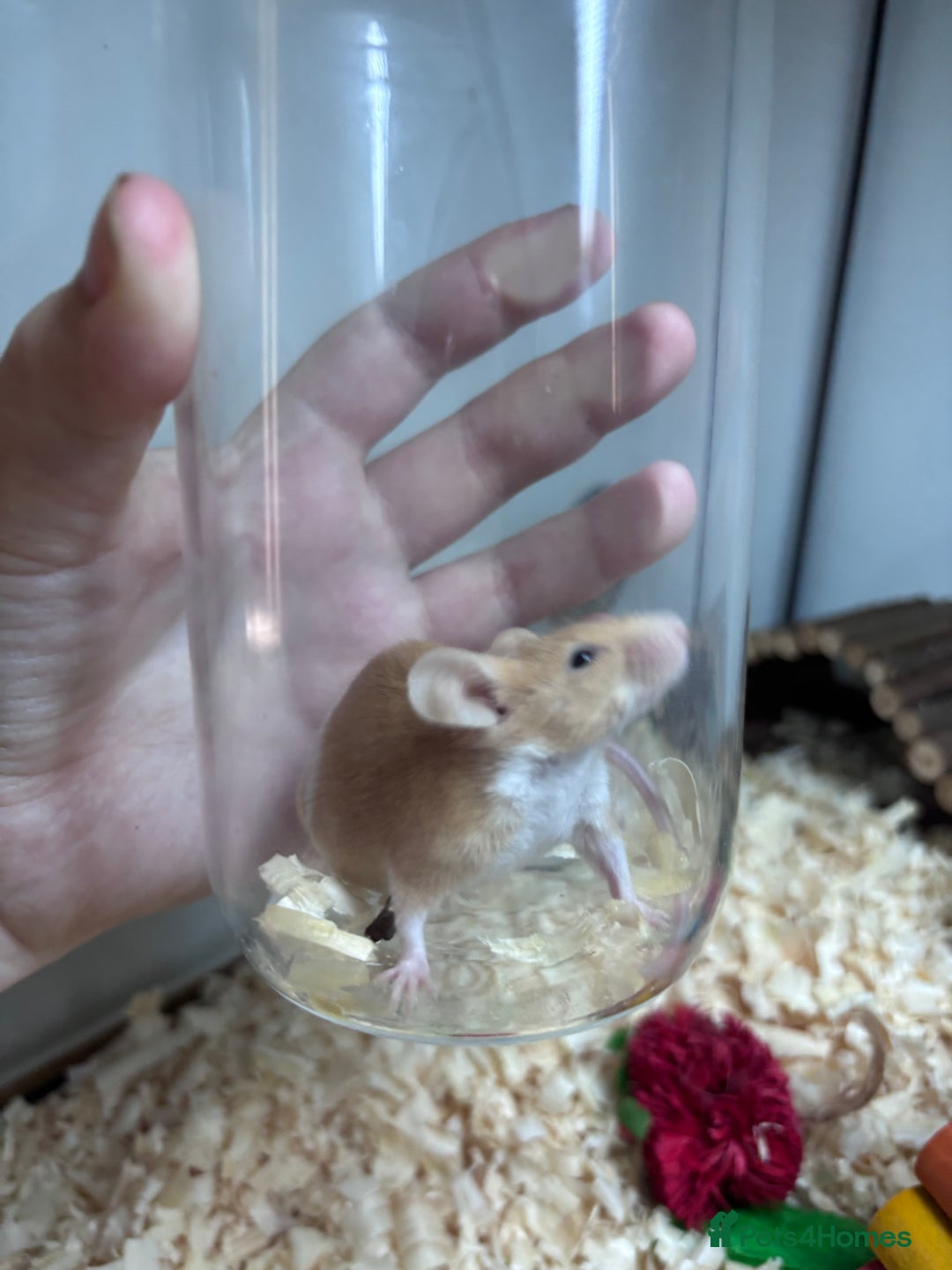 Mouse rodents for sale: Pet fancy mice waiting list 2 litters due  - Image 4