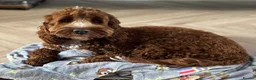 Cockapoo dogs for sale: Luna female cockerpoo - Advert 9