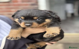 Rottweiler dogs for sale: 5 chunky pure pedigree Rottweiler pups - Image 10