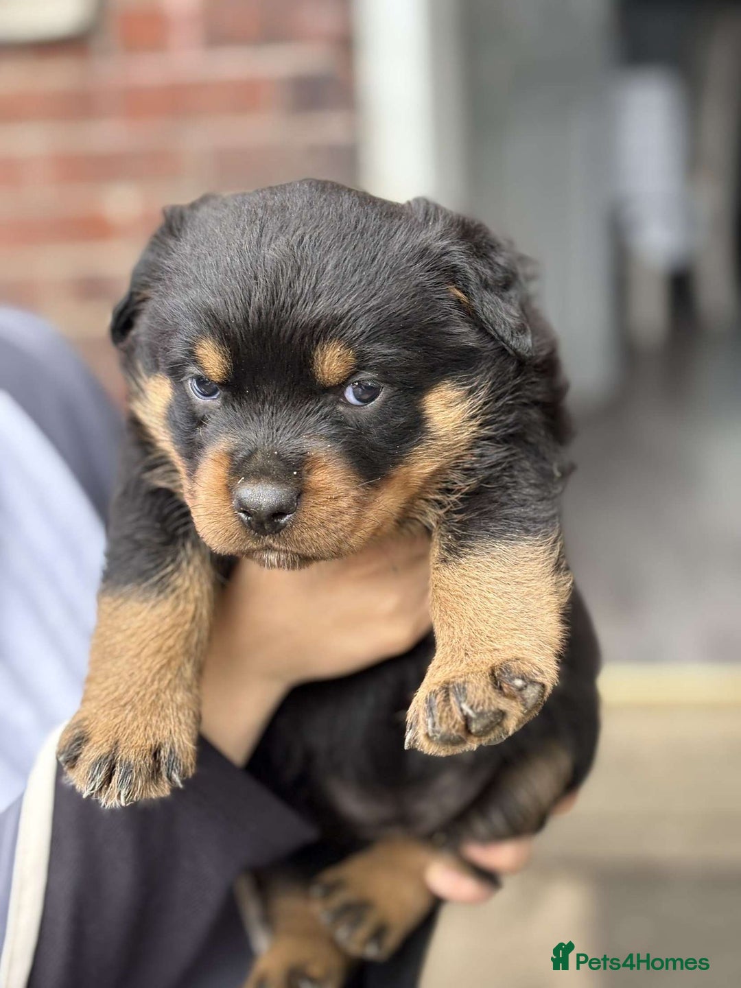Rottweiler dogs for sale: 5 chunky pure pedigree Rottweiler pups - Image 10