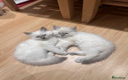 Ragdoll cats for sale: Ragdoll boy READY TO LEAVE  - Image 3