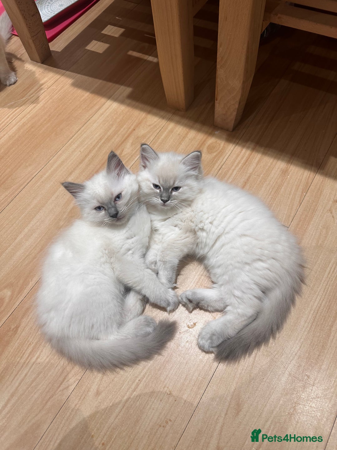 Ragdoll cats for sale: Ragdoll boy READY TO LEAVE  - Image 3