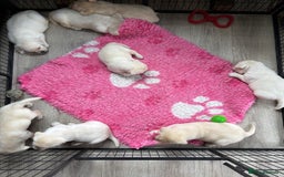 Labrador Retriever dogs for sale: Beautiful Labrador Puppies - Image 3