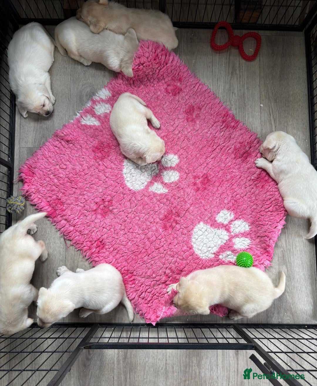 Labrador Retriever dogs for sale: Beautiful Labrador Puppies - Image 3