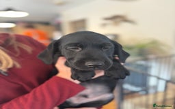 Labrador Retriever dogs for sale: KC registered Labrador pups - Image 8