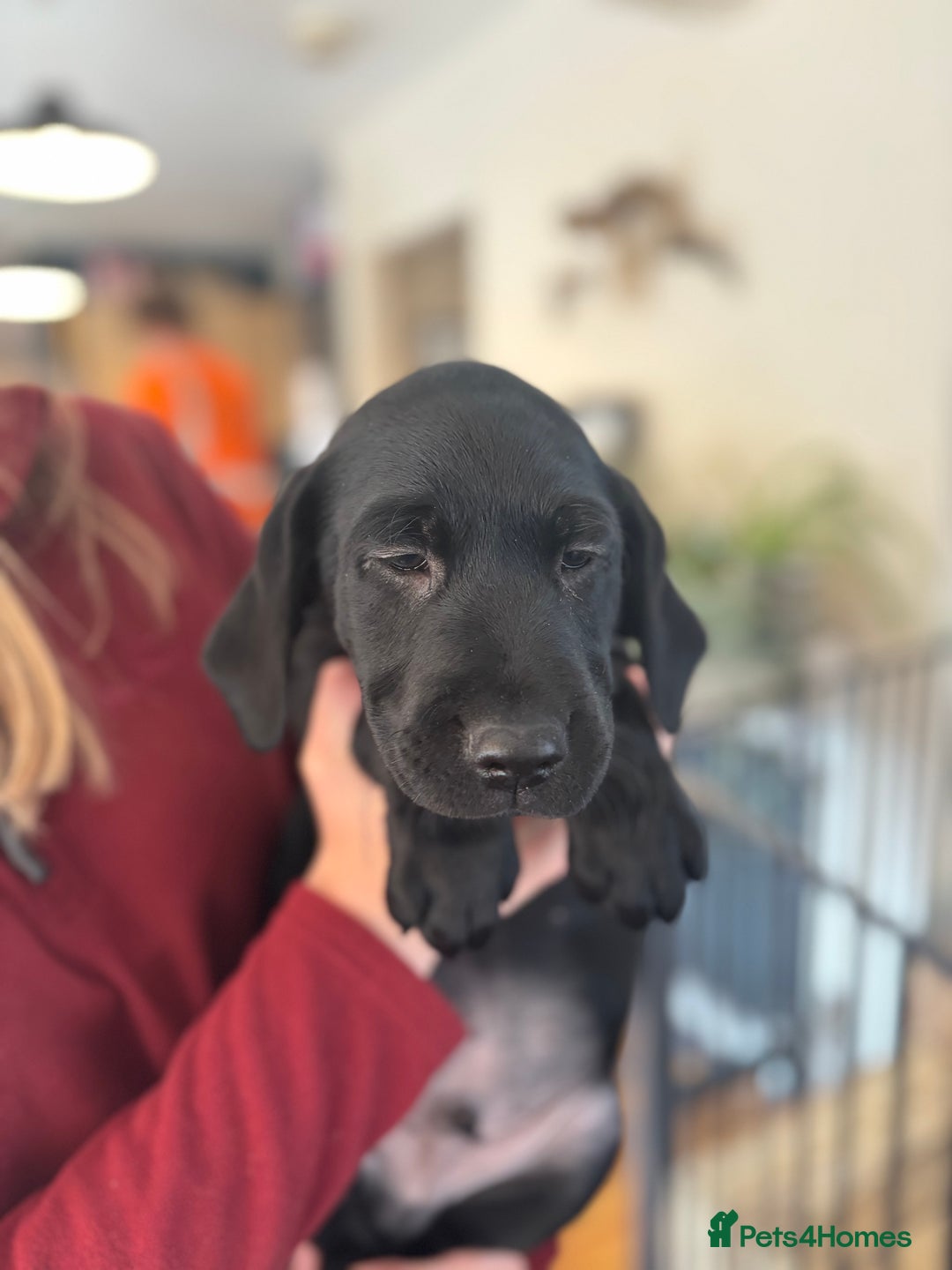 Labrador Retriever dogs for sale: KC registered Labrador pups - Image 8