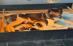 Akita dogs for sale: Kc registered Akita puppy 1 male  - Image 6