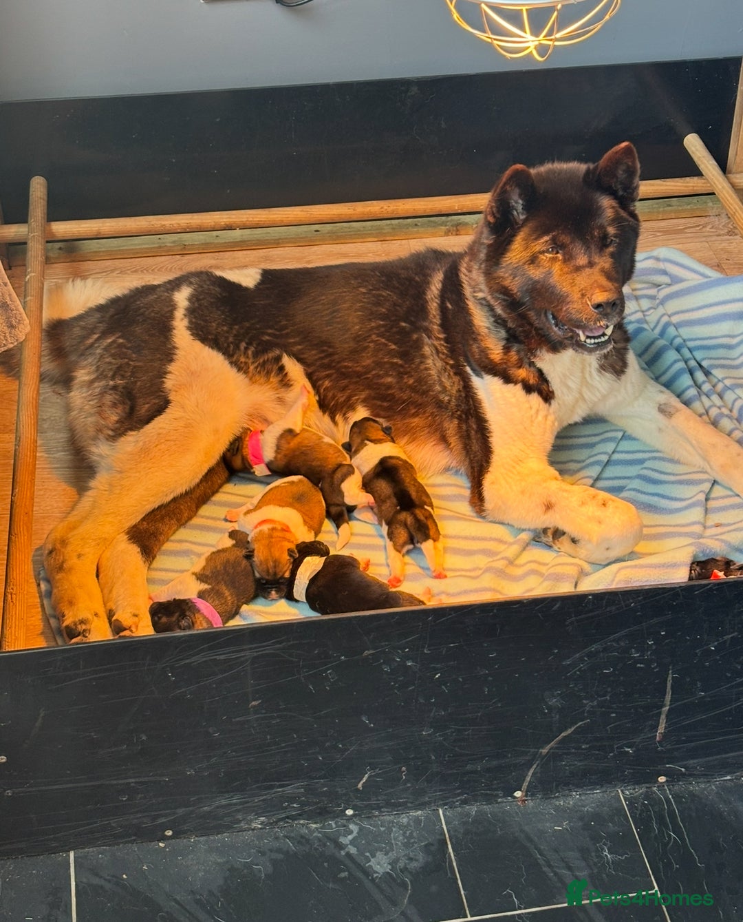 Akita dogs for sale: Kc registered Akita puppy 1 male  - Image 6