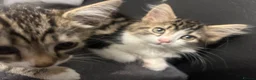 Mixed Breed cats for sale: Fluffy Kittens for sale - Advert 15