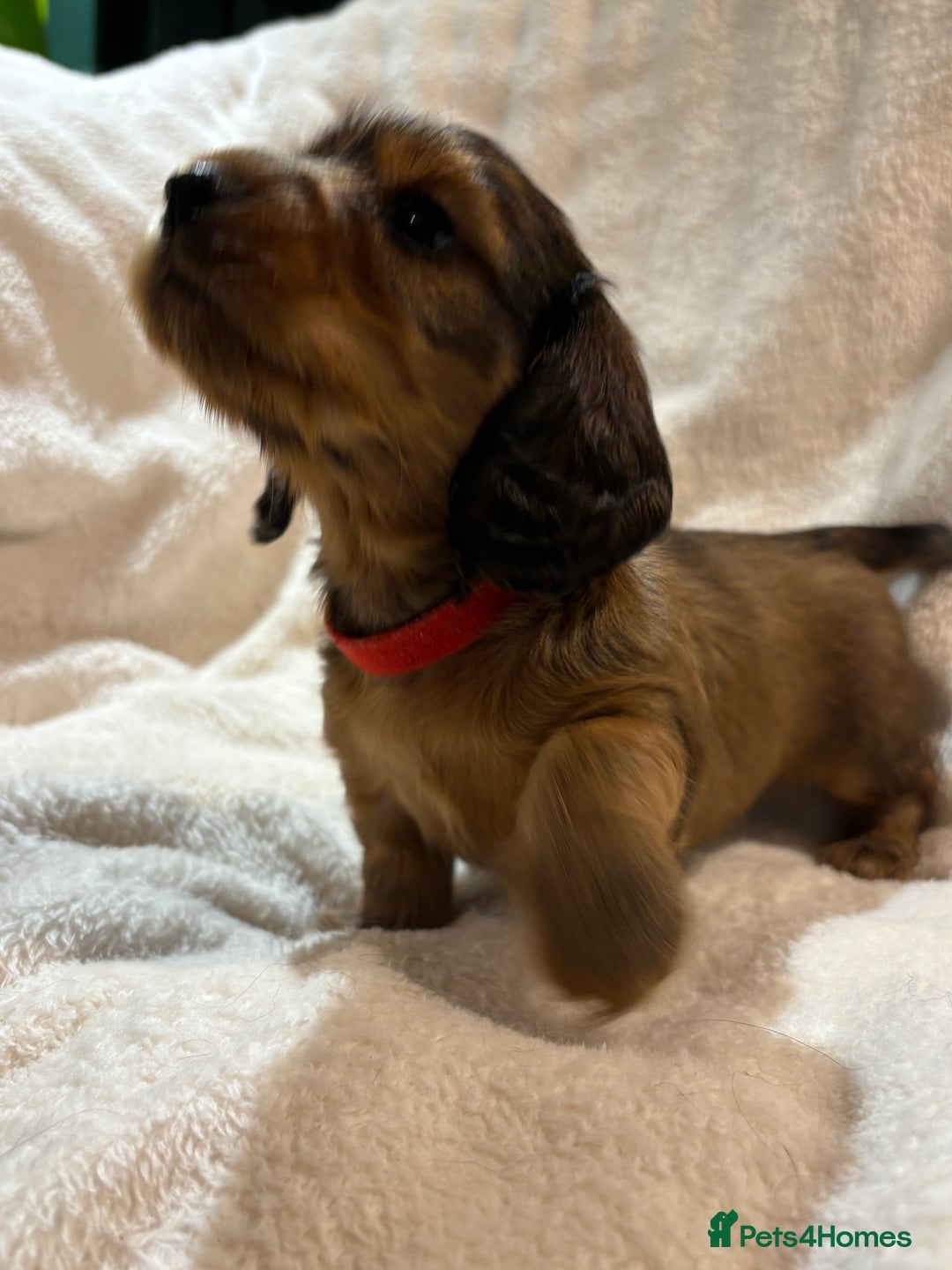 Miniature Dachshund dogs for sale: Beautiful Pedigree KC Reg Mini Longhair Dachshunds - Advert 17