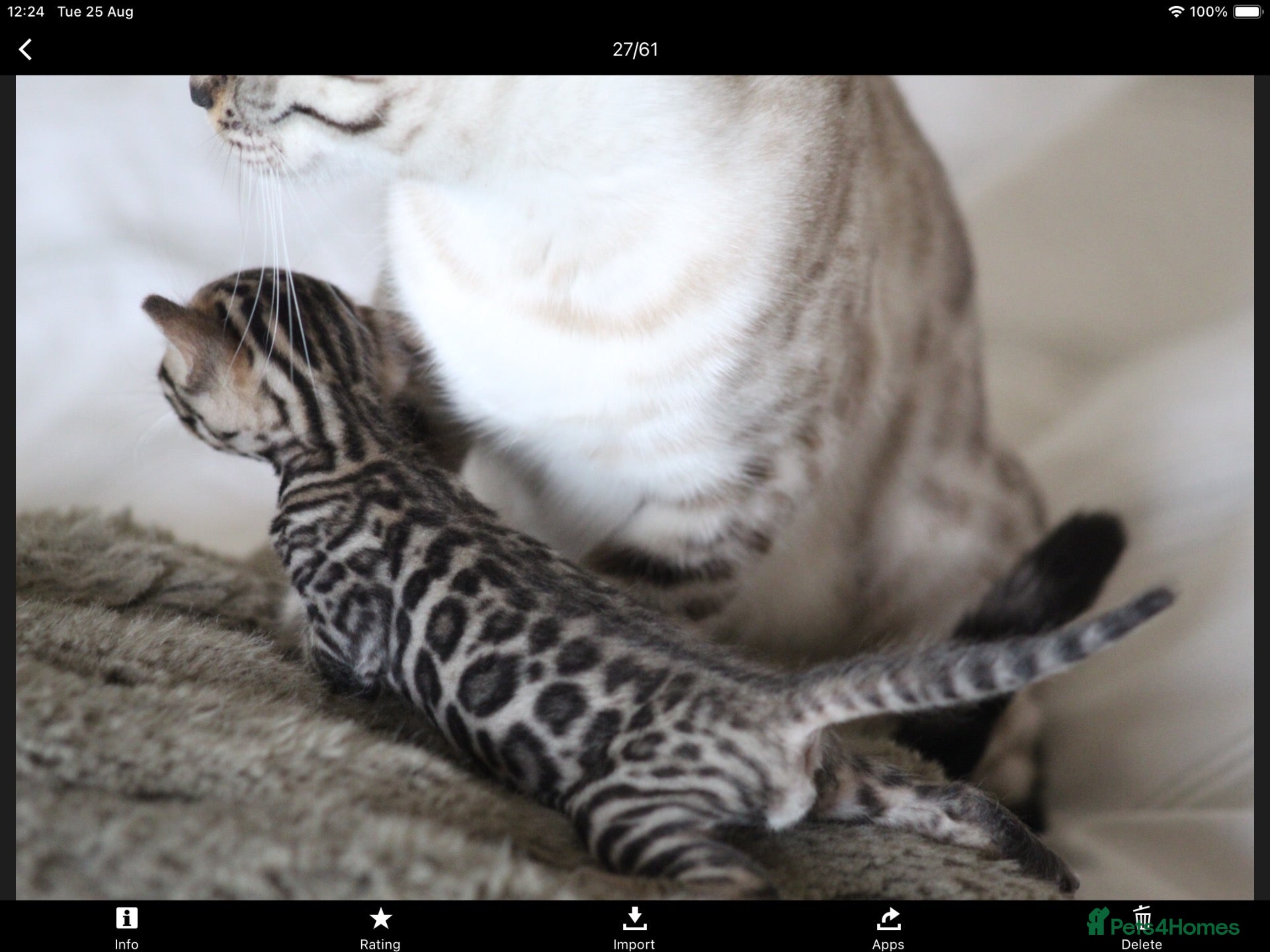 Bengal cats Beautiful kittens  dad - Advert 7