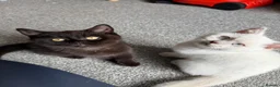 British Shorthair cats for sale: British shorthair kittens  - Advert 9