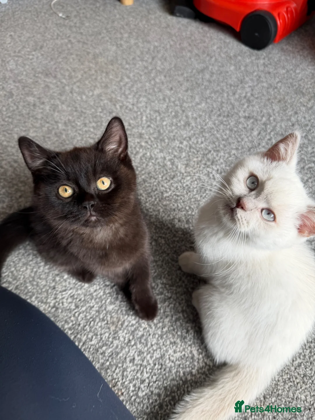 British Shorthair cats for sale: British shorthair kittens  - Advert 9