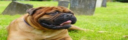 Bullmastiff dogs for stud: Gentle Giant Bullmastiff Stud US Ukraine Bloodline - Advert 5